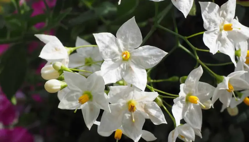 Fiori bianchi a stella con centro giallo, simili a un gelsomino da interno, su uno sfondo scuro e sfocato con tocchi di rosa.