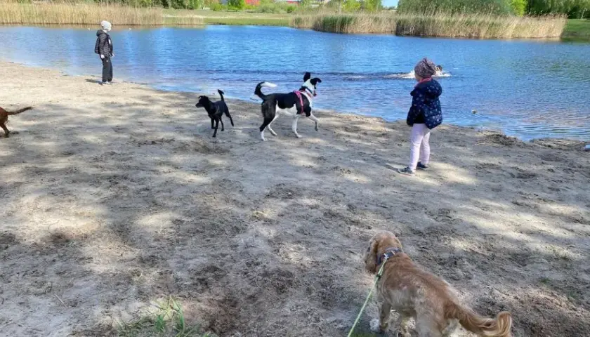 Gdzie na spacer z psem Lubelskie? Odkryj najlepsze miejsca dla psów