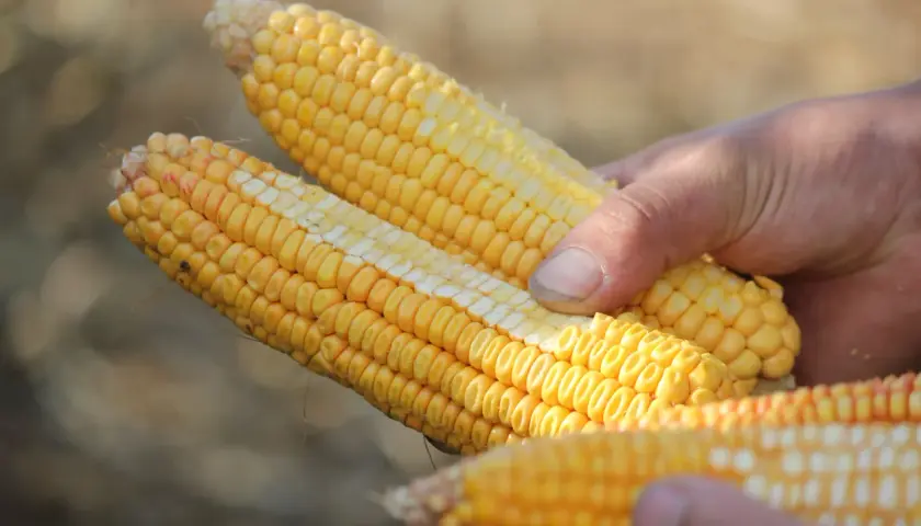 Mains tenant des épis de maïs prêts pour l'ensilage. Le maïs est jaune vif, avec des grains serrés.