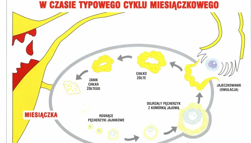 Cykl miesiączkowy: miesiączka, rosnące pęcherzyki jajnikowe (faza folikularna), dojrzewanie komórki jajowej, owulacja, zanik ciałka żółtego.