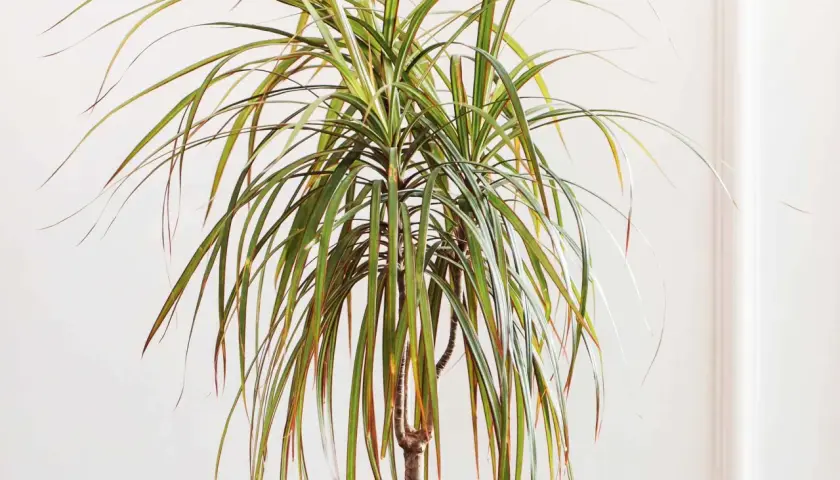 Dracaena marginata, planta de interior con hojas largas y verdes con bordes rojizos. Sus cuidados son sencillos para un hogar luminoso.