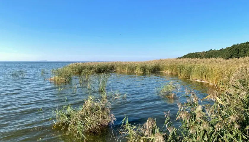Spokojne słowińskie jezioro otoczone szuwarami. Woda lekko faluje, a niebo jest bezchmurne.