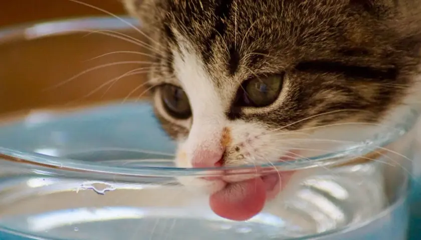 Ein Kätzchen mit grünen Augen leckt vorsichtig Wasser aus einer Schüssel. Die Katze trinkt nicht viel, aber sie versucht es.