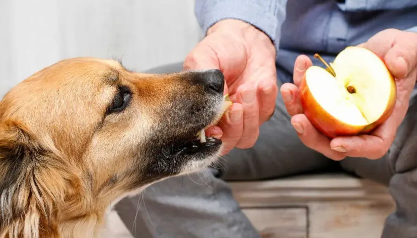 A dog eagerly takes a piece of apple from a person's hand, showing that dogs can eat apples as a healthy treat.
