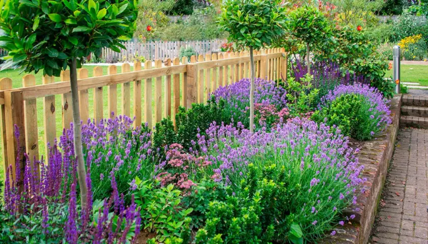 En vacker rabatt med lila lavendel som blommar frodigt. En trästaket ramar in trädgården där man kan plantera lavendel.