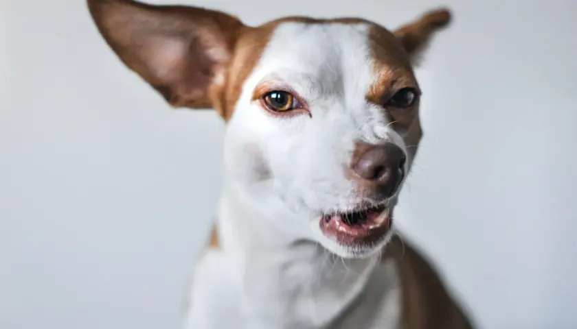 Mały piesek z brązowymi łatami na białej sierści, z wielkimi uszami, wygląda jakby zaraz miał kichnąć.