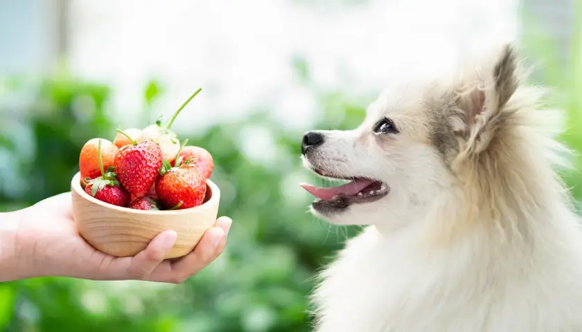 A fluffy dog looks curiously at a bowl of strawberries, wondering if dogs eat fruit.
