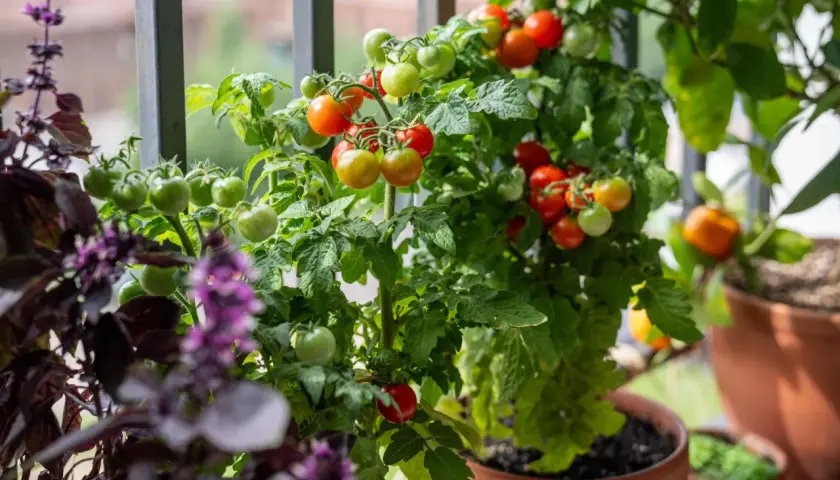 Tomatenpflanzen im Topf mit grünen und roten Früchten. Der beste Zeitpunkt, wann Tomaten pflanzen, ist im Frühling, damit sie im Sommer reifen.