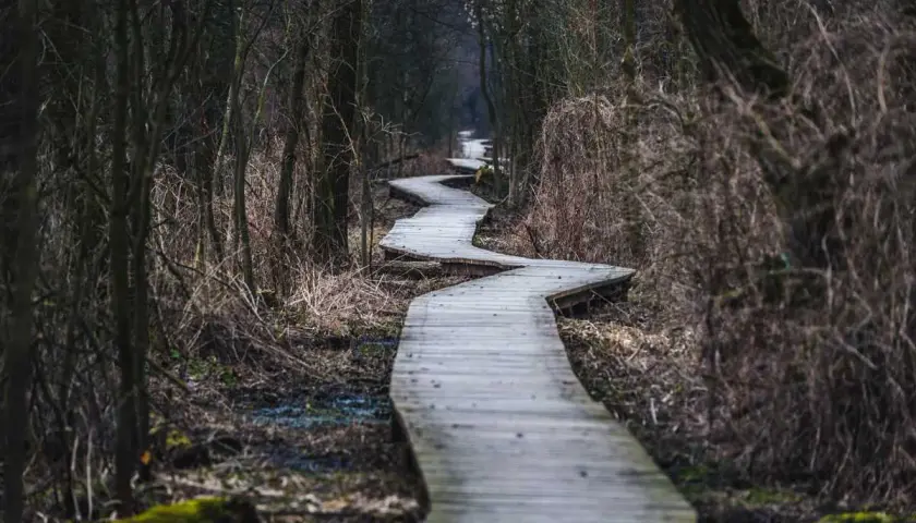 Kręta kładka przez mokradła w Puszczy Kampinoskiej. Szlaki prowadzą przez gęsty, mroczny las.