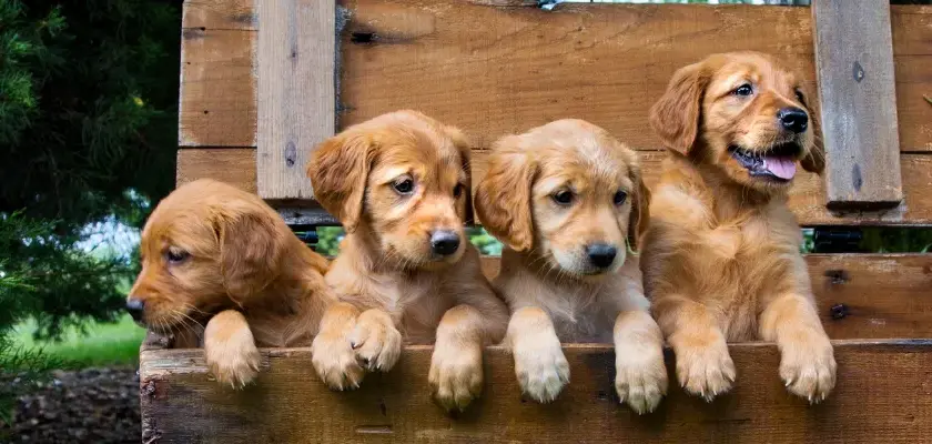Ile jeść golden retriever? Odpowiednia dieta dla zdrowia psa