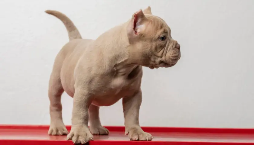 Uroczy szczeniak rasy american bully mini, o beżowym umaszczeniu, stoi na czerwonej powierzchni.