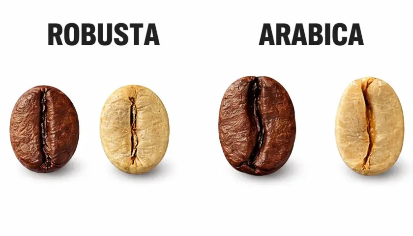 Dwa ziarna kawy: ciemniejsze Robusta i jaśniejsze Arabica, symbolizujące włoskie marki kawy.