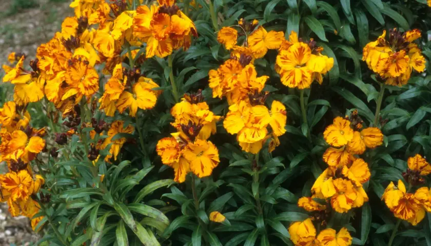 Un bouquet de giroflées aux teintes orangées et jaunes, évoquant la joie et la fidélité. Leurs pétales rayés racontent une histoire de passion.