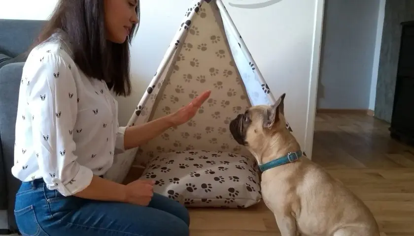 Tipi dla psa DIY: Stwórz stylowy azyl z szyciem i bez!