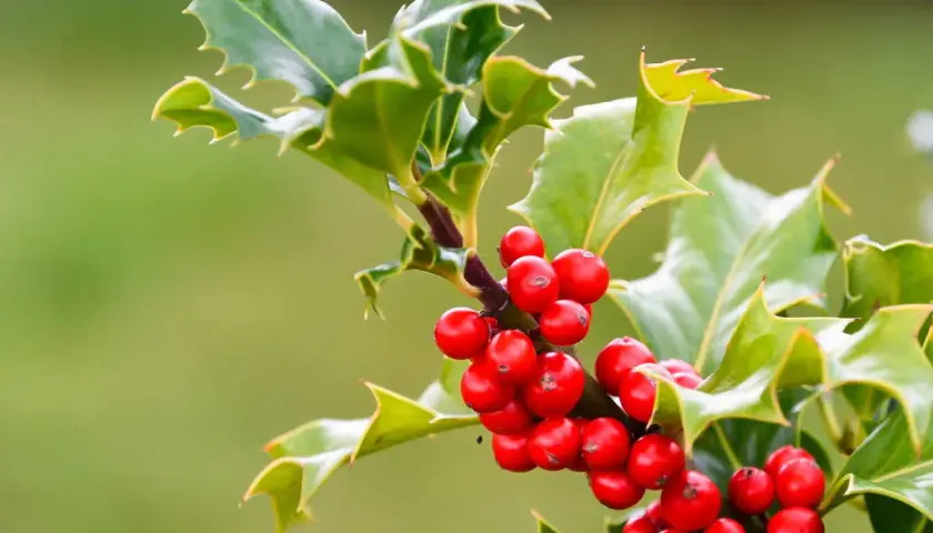 Branche de houx aux baies rouges vives, ses feuilles vertes dentelées contrastent avec le gui.