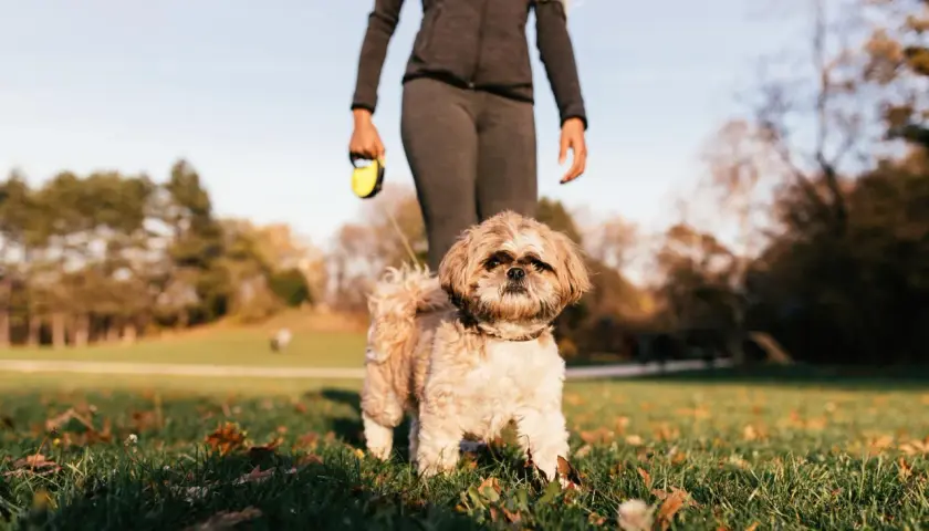 Shih Tzu con su dueño en el parque, aprendiendo trucos para perros.