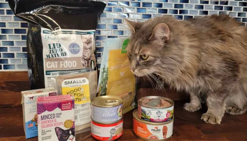 A fluffy cat inspects various cat food options, including wet and dry food, suggesting what to feed a cat with pancreatitis.