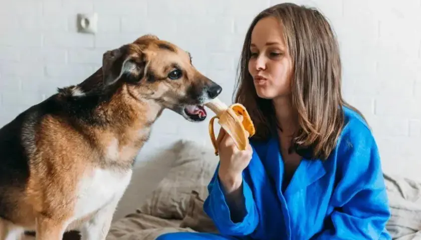 Czy pies może jeść miód? Korzyści i zagrożenia dla pupila