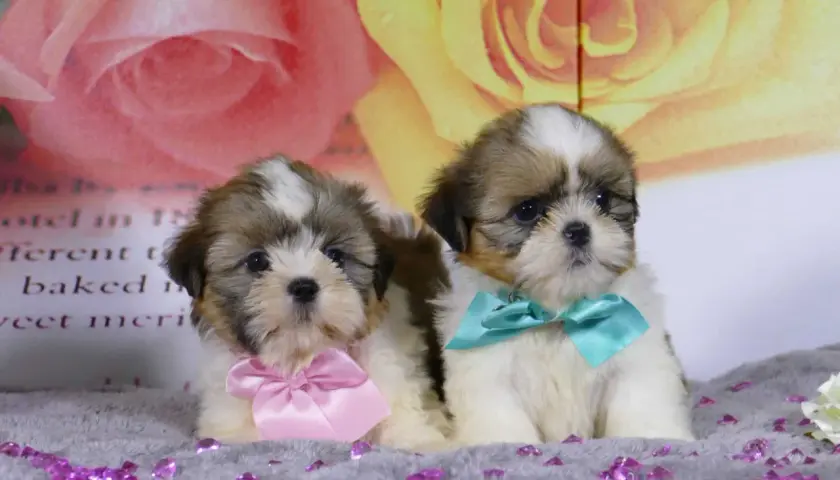 Dos adorables cachorros shih tzu, uno con un lazo rosa y otro con uno turquesa, posan sobre un fondo floral.