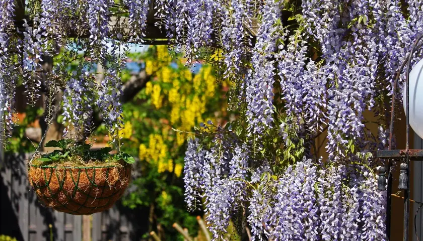 Cascate di glicine viola adornano un balcone in pieno sole, con un cesto appeso e un giallo acceso sullo sfondo.