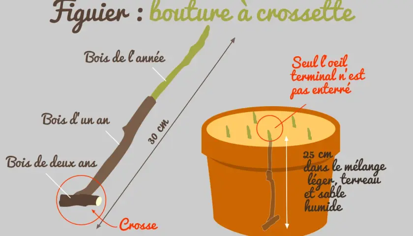 Illustration montrant comment préparer une bouture de figuier à crossette. La bouture de 30 cm est plantée dans un pot avec un mélange léger, terreau et sable humide.