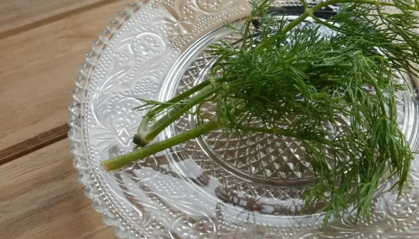 Świeży koperek na ozdobnym talerzyku. Dowiedz się, jak przechowywać koperek, by był zawsze aromatyczny i zielony.