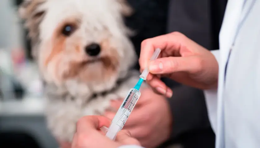 Veterinario administra inyección a perro con posible enfermedad de Addison.