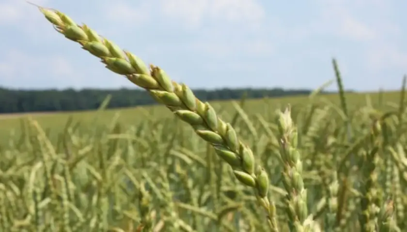Nahaufnahme einer grünen Dinkelähre vor einem Feld. Die Ähre verspricht guten Dinkel Ertrag pro ha.