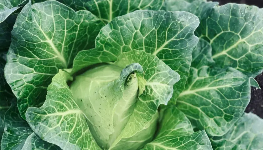 Ein frischer Spitzkohl im Feld, bereit für die spitzkohl erntezeit. Die grünen Blätter sind von feinen Adern durchzogen und glänzen leicht.