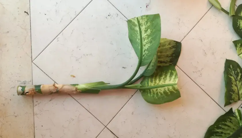 Tale di Dieffenbachia con foglie maculate, pronta per la cura e la propagazione.