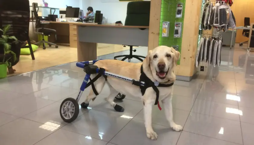 Labrador con silla de ruedas, ayudando a perros con ataxia a moverse con facilidad.
