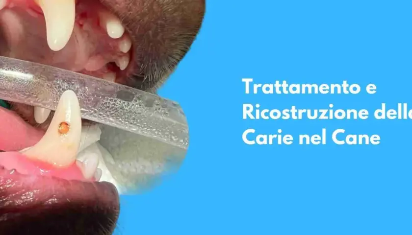 Primo piano di un dente canino di cane con una carie in fase di trattamento.