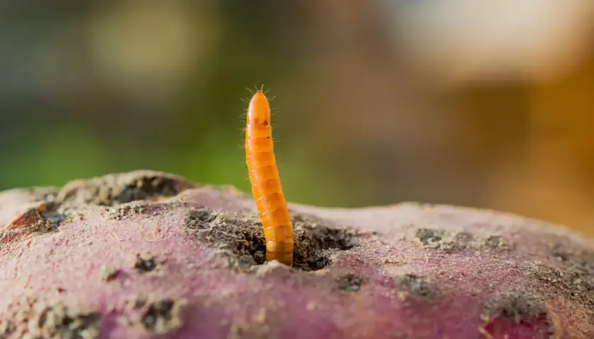 Ein orangefarbener Drahtwurm ragt aus einem Loch in einer erdigen Kartoffel.