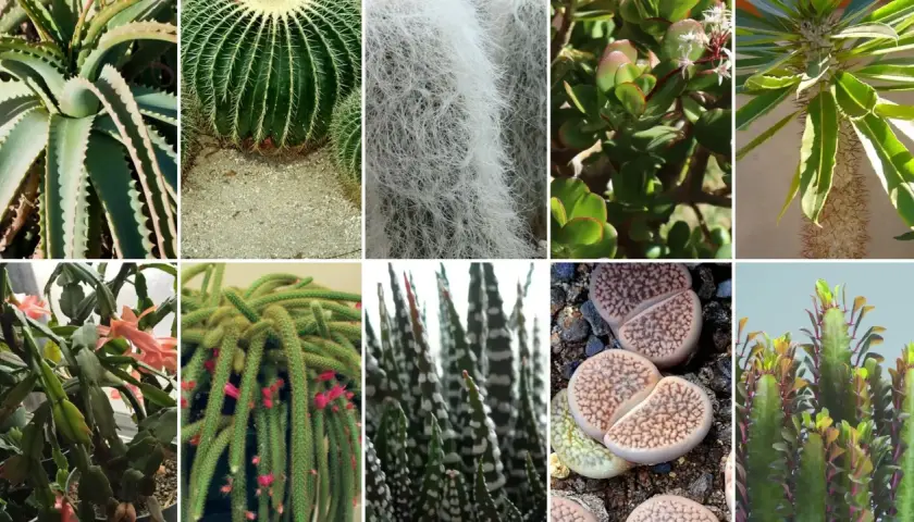 Kolekcja najciekawszych kaktusów i sukulentów: aloes, kaktus kulisty, kaktus z białym włosem, grubosz, madagaskarski kaktus, kaktus bożonarodzeniowy, kaktus-wężowy ogon, żywe kamienie i kaktus z kolorowymi liśćmi.