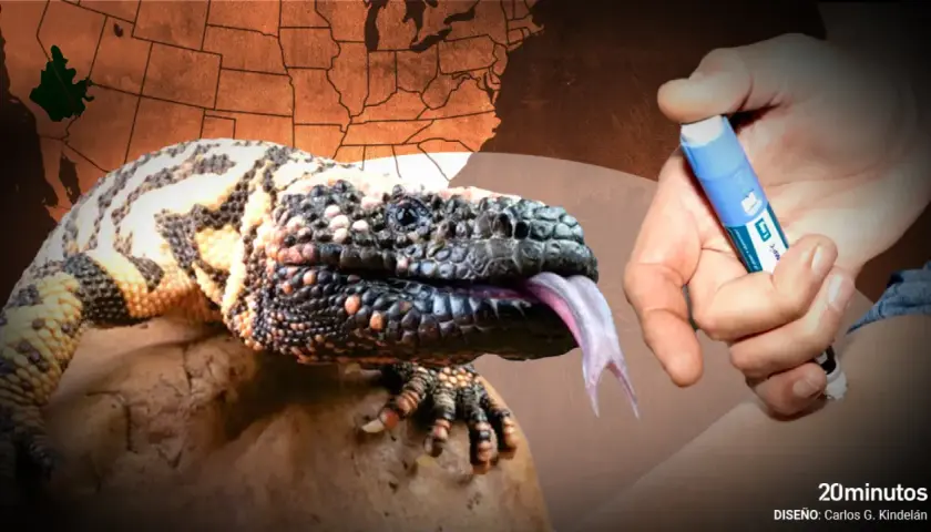 Un monstruo de gila bebé, con su lengua bífida rosada, se asoma cerca de una mano que sostiene una pluma de insulina. Un mapa de EE. UU. se ve al fondo.