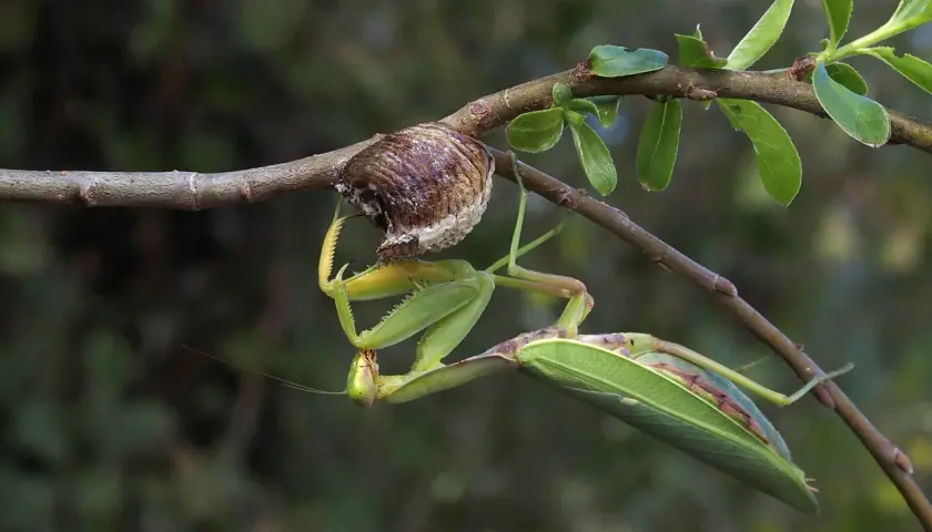 Mantide verde, la più grande del mondo, si aggrappa a un ramo vicino al suo ootecha.