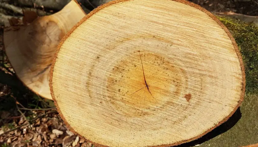 Holzscheite mit Jahresringen, bereit für den Kamin. Guter Brennwert von Weide für wohlige Wärme.