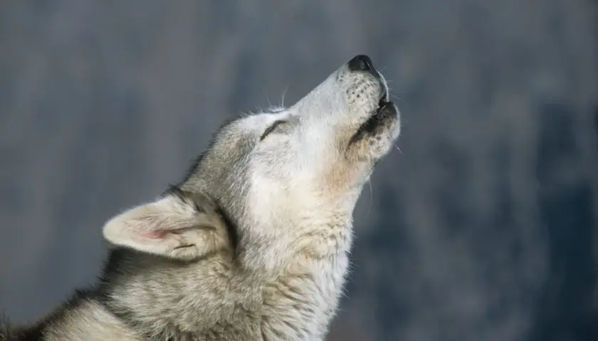 Dlaczego husky wyje? Przyczyny i sposoby na nadmierne wycie psa