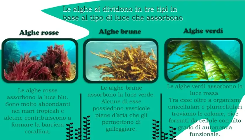 Alghe rosse, brune e verdi: tre tipi di alghe marine che assorbono luce diversa. Le rosse assorbono blu, le brune verde, le verdi rossa.