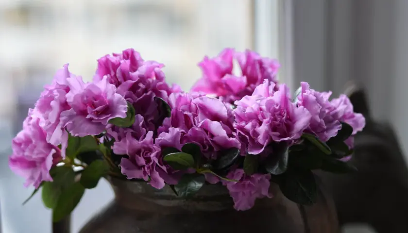 En bukett med lila azalea blomma i en mörk vas.