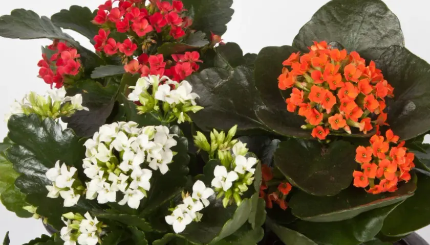 Kalanchoe w kolorach czerwonym, białym i pomarańczowym. Czy kalanchoe można posadzić w ogrodzie? To zależy od klimatu, ale te sukulenty pięknie ozdobią rabaty.