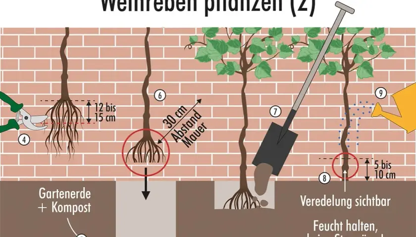 Schritt-für-Schritt-Anleitung zum Wein pflanzen: Wurzeln kürzen, Pflanzloch vorbereiten, Wein einsetzen und Erde auffüllen. Abstand zur Mauer beachten.