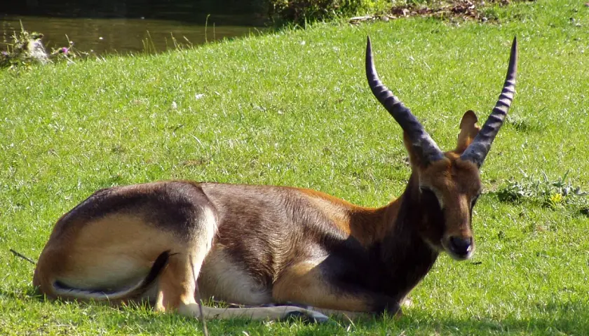 Un cobo del Nilo descansa en la hierba verde, con sus cuernos curvados apuntando al cielo.