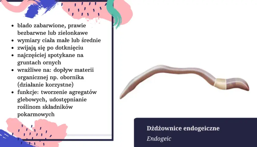 Dżdżownica endogeiczna, blada, zwijająca się po dotknięciu. Długość życia dżdżownicy zależy od gatunku i warunków.