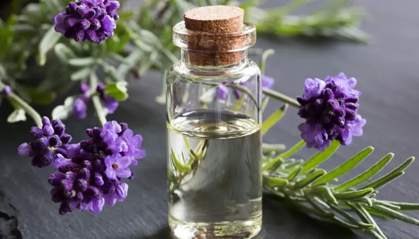 Huile de lavande dans un flacon, entourée de fleurs de lavande. Idéal pour apprendre comment faire de l'huile de lavande.