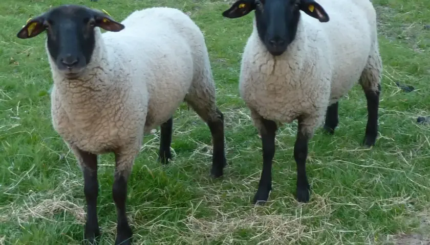Zwei Schafe mit schwarzen Köpfen und Beinen stehen auf einer grünen Wiese. Sie warten geduldig auf ihre Behandlung zur **Schafsentwurmung**.