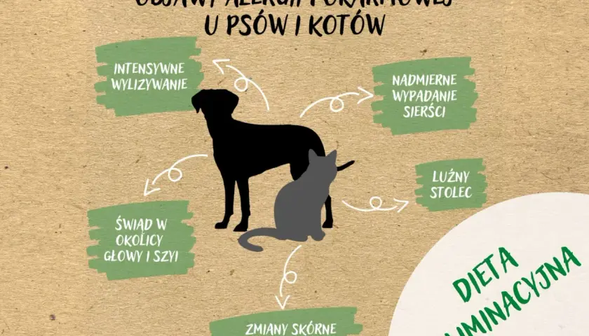 Objawy nietolerancji pokarmowej u psów i kotów: intensywne wylizywanie, świąd, luźny stolec, wypadanie sierści, zmiany skórne. Rozwiązaniem jest dieta eliminacyjna.