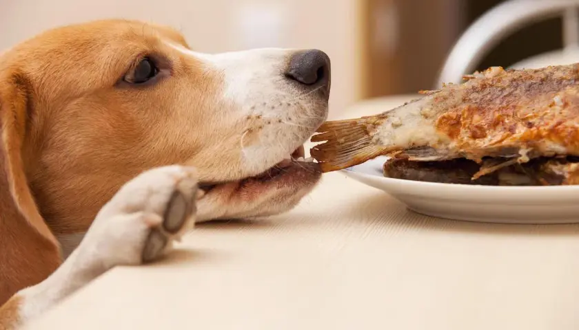 A beagle investigates a fried fish, raising the question: can dogs eat fish?