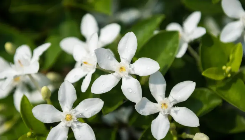 Fleurs blanches délicates, parsemées de gouttes de rosée, annoncent la belle floraison du jasmin.