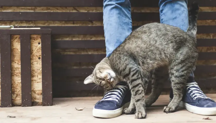Gato frotándose contra un pie, como si buscara feromonas para gatos.